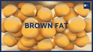 How to increase brown fat