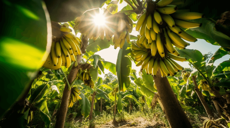 A_vibrant_banana_grove_bananas_hanging_in_bunches_from_trees_