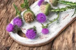 milk thistle side effects